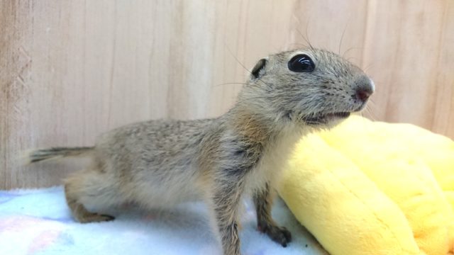 リチャードソンジリス