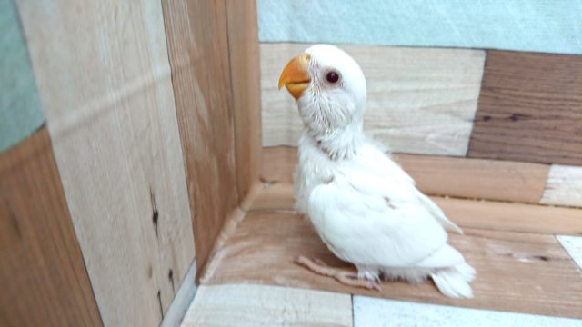 コザクラインコ（小桜インコ）