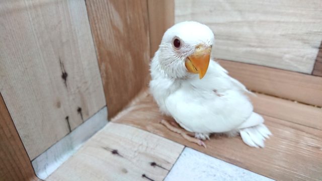 コザクラインコ（小桜インコ）