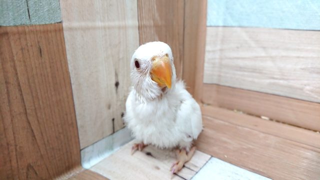 コザクラインコ（小桜インコ）