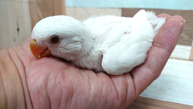 コザクラインコ（小桜インコ）