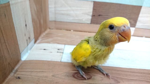 コザクラインコ（小桜インコ）