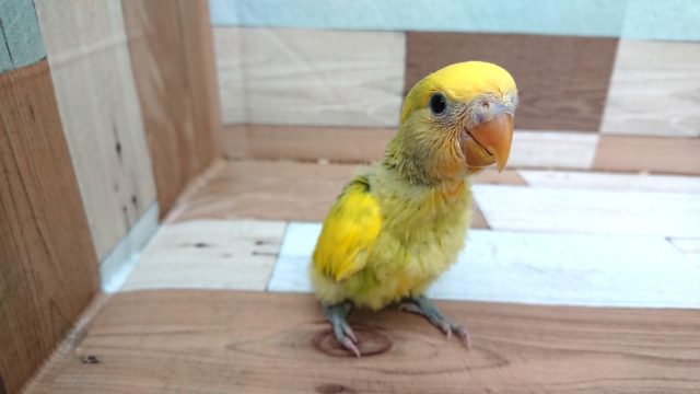 コザクラインコ（小桜インコ）