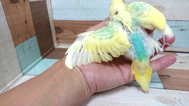 セキセイインコ