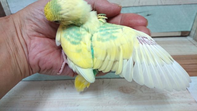 セキセイインコ