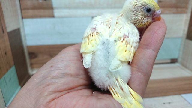 セキセイインコ