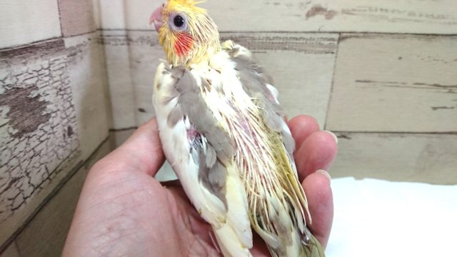 超ホヤホヤ最新画像☆瞳と冠羽が大きいね~ オカメインコ シナモンパイド~ オカメインコ