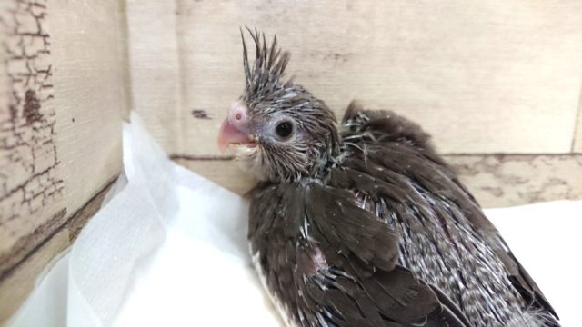 オカメインコ