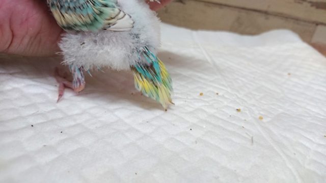 セキセイインコ