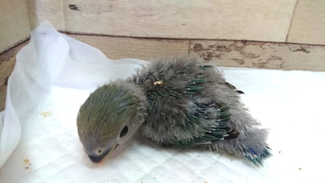 コザクラインコ（小桜インコ）