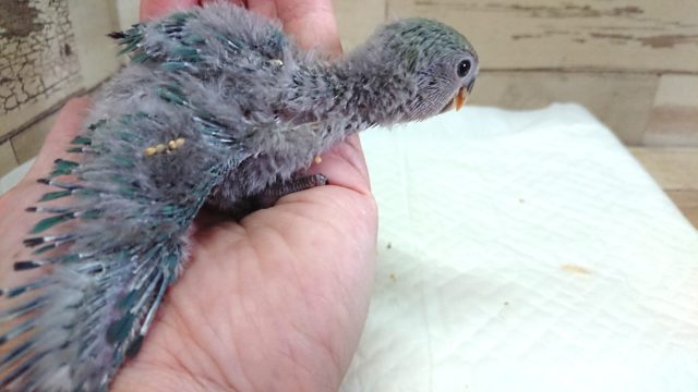 コザクラインコ（小桜インコ）