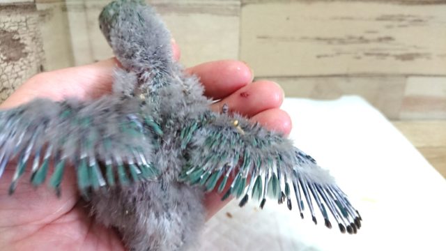 コザクラインコ（小桜インコ）
