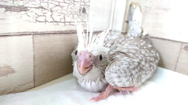 オカメインコ