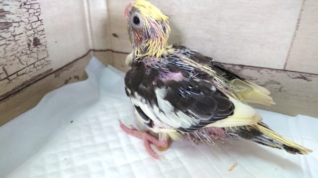 オカメインコ