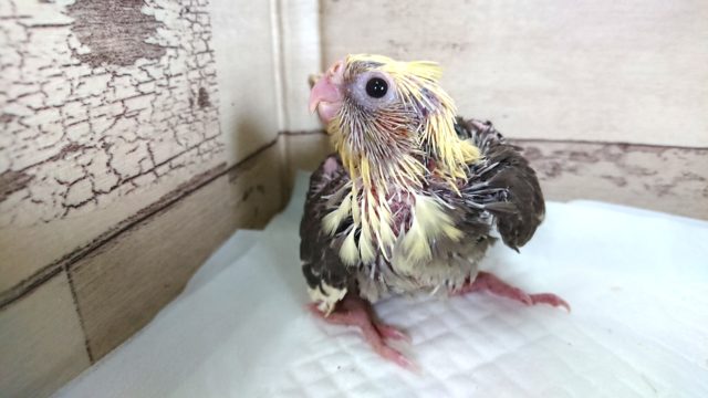 オカメインコ