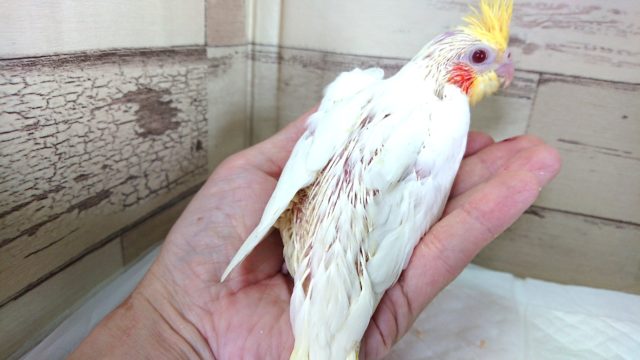オカメインコ