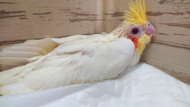 オカメインコ