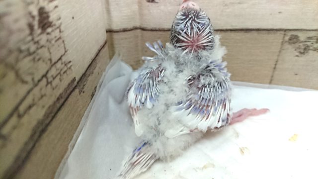 羽衣セキセイインコ