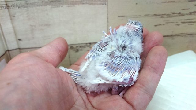 羽衣セキセイインコ