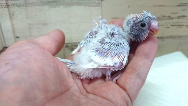 羽衣セキセイインコ