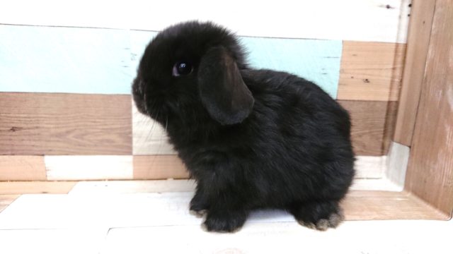 ロップイヤーラビット
