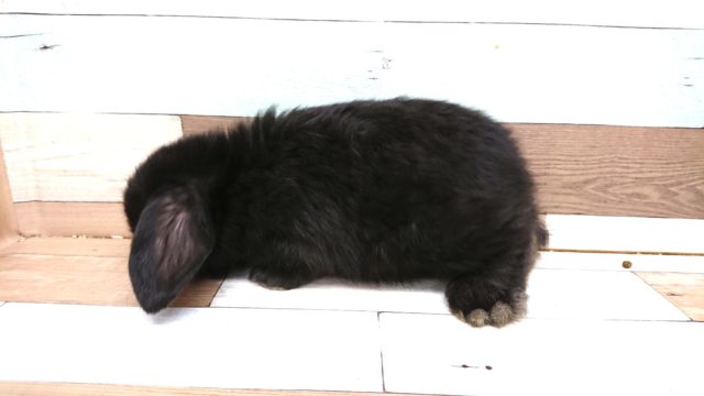 ロップイヤーラビット