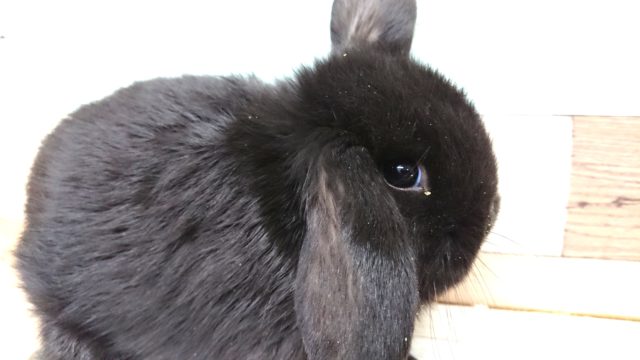 ロップイヤーラビット