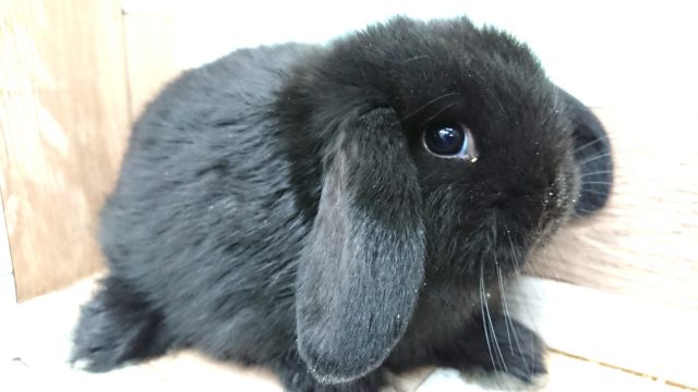 ロップイヤーラビット