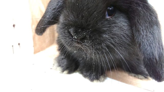ロップイヤーラビット