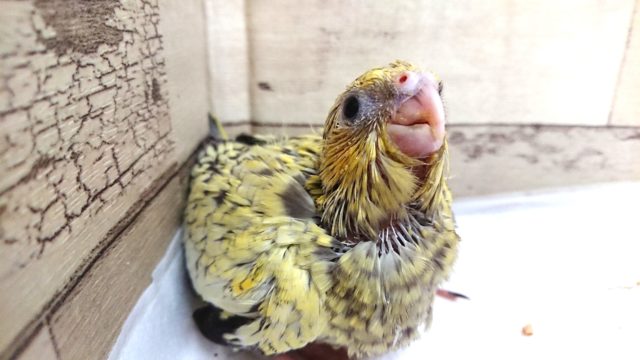 オカメインコ