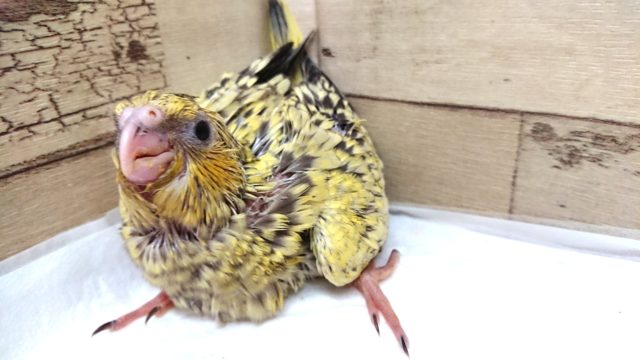 オカメインコ