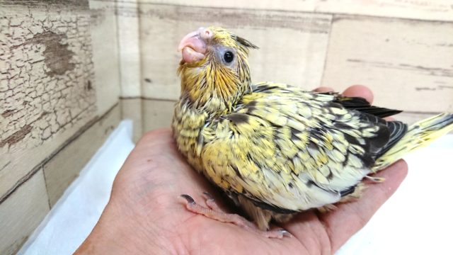 オカメインコ