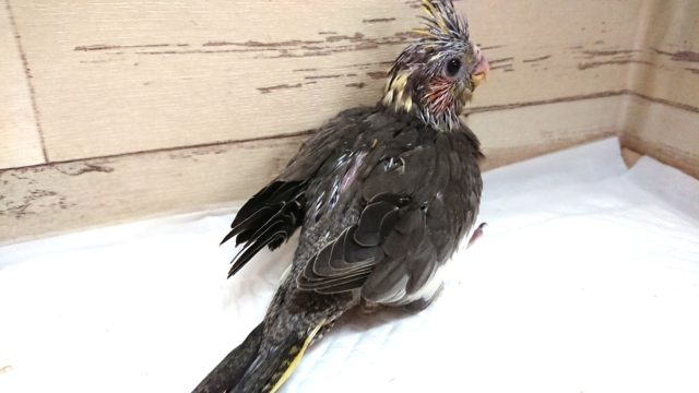 オカメインコ