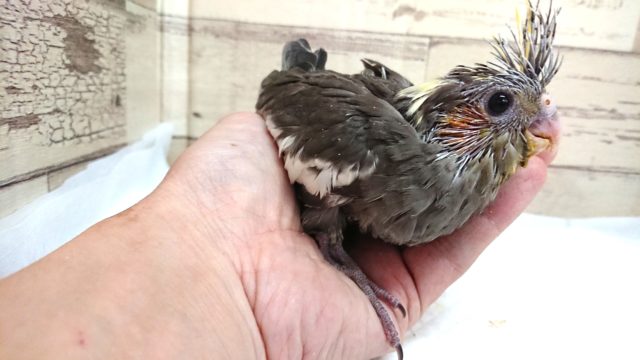 定番人気!!オカメインコ カラーはノーマル♪ オカメインコ
