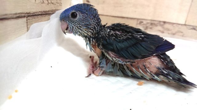 サザナミインコ