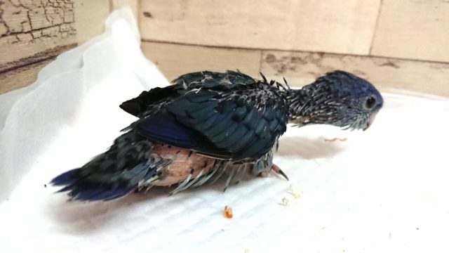 サザナミインコ