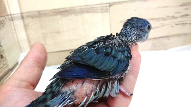 サザナミインコ