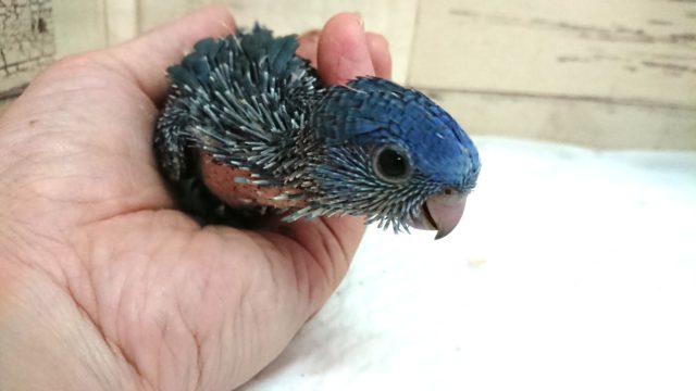 サザナミインコ