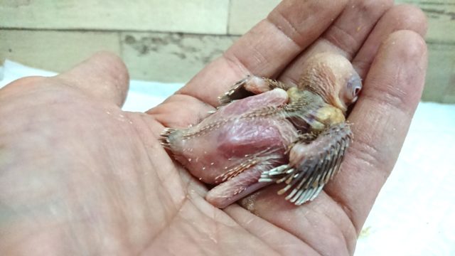 寝顔と催促のギャップがステキ シナモン文鳥~~ シナモン文鳥