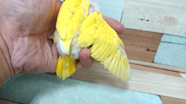 セキセイインコ