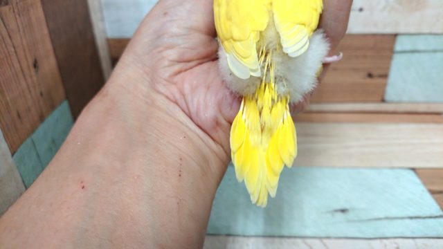 セキセイインコ