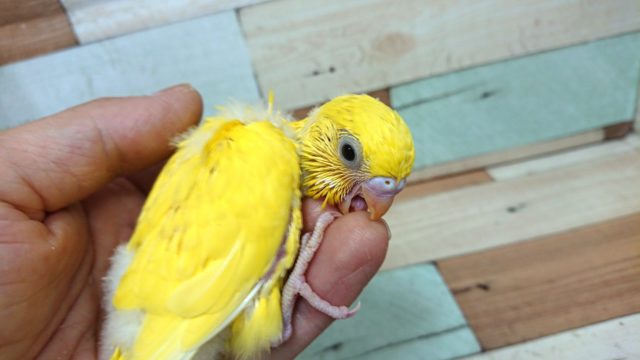 セキセイインコ