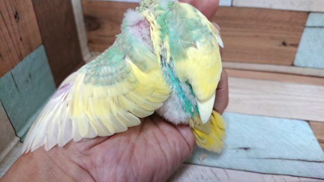 セキセイインコ