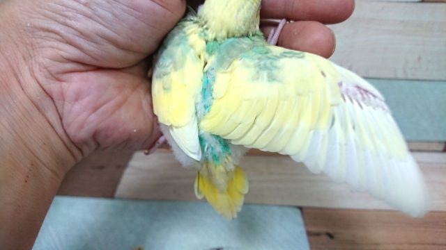 セキセイインコ