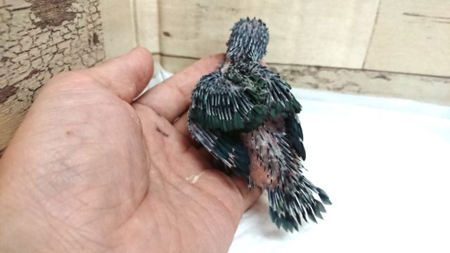 サザナミインコ
