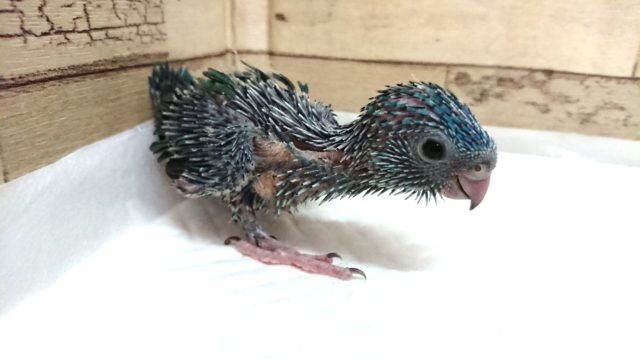 サザナミインコ