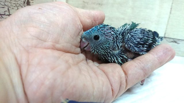 サザナミインコ