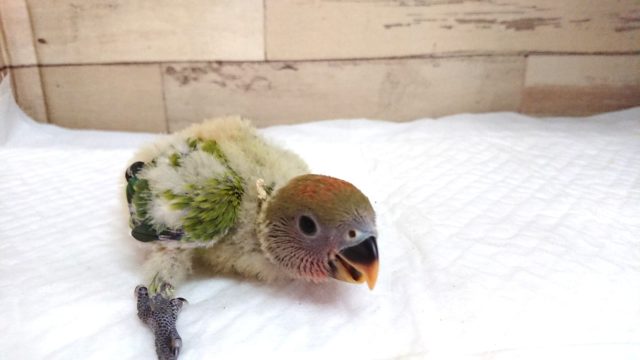 コザクラインコ（小桜インコ）