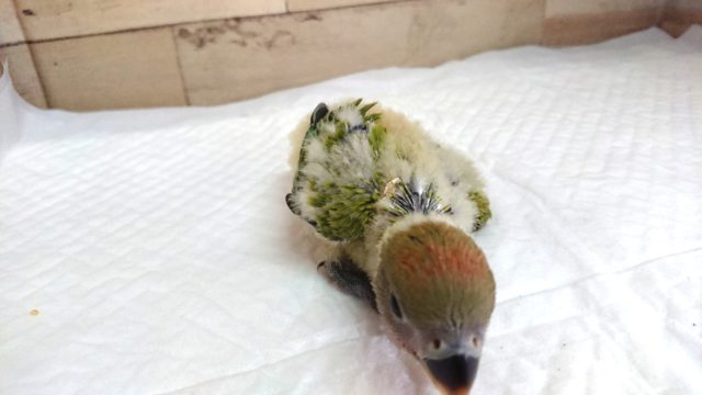 コザクラインコ（小桜インコ）