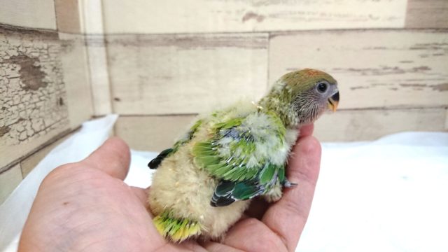 コザクラインコ（小桜インコ）